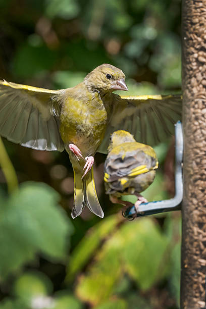 istock Greenfinch fighting for the bird feeder 2235738203