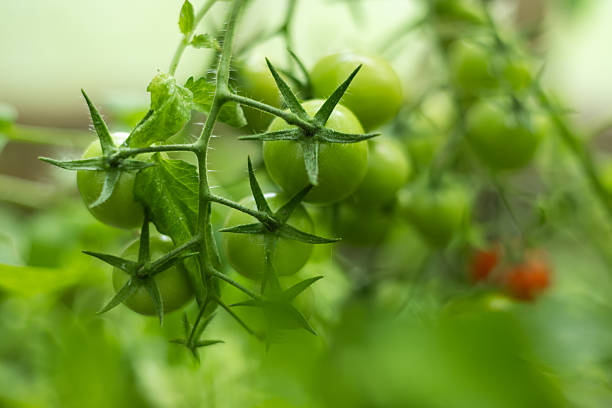 Fresh green tomato. Tomato plant and leaves.