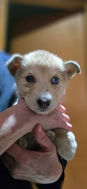 istock Portrait of dogs 2235738642