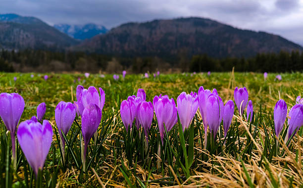 istock Blooming purple crocuses in spring on a hillside among grass against a background of mountains with snowy peaks 2235739440