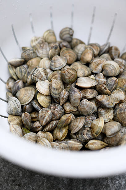 istock Close up view of shellfish washing in plastic colander 2235739680