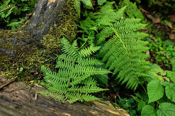 istock Green ferns growing beside moss-covered fallen forest log 2235739894