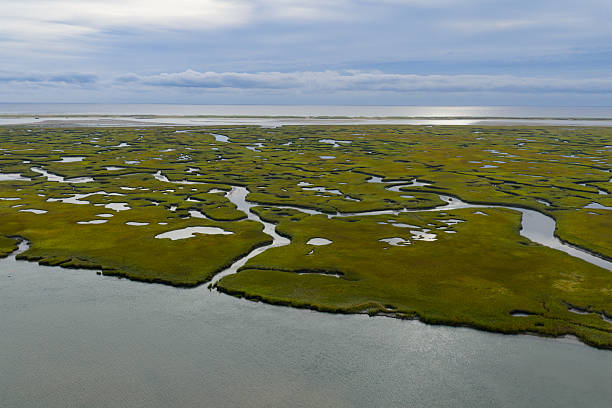 Sinuous channels meander through a beautiful salt marsh on Cape Cod, Massachusetts. These natural carbon sinks are sheltered nurseries for wildlife and act as a buffer against storms and waves.