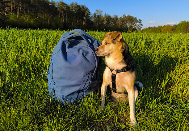 istock A mixed breed dog is sitting next to a travel backpack. Walks with pets in nature. 2235743561