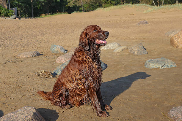 Playful cocker is playing on the grass at sunset.