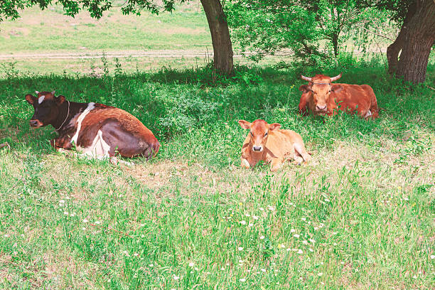 istock Cows resting in the shade of trees on a sunny day 2235744654