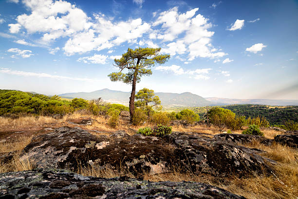 Pino y Sierra de Gredos en verano. Cadalso de los Vidrios. Madrid.