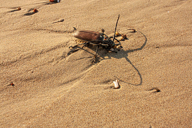 Titanus giganteus Beetle sandy beach. High quality photo