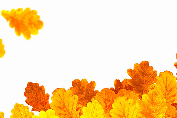 Beautiful oak on a white background. Natural autumn frame. For design. dry leaves