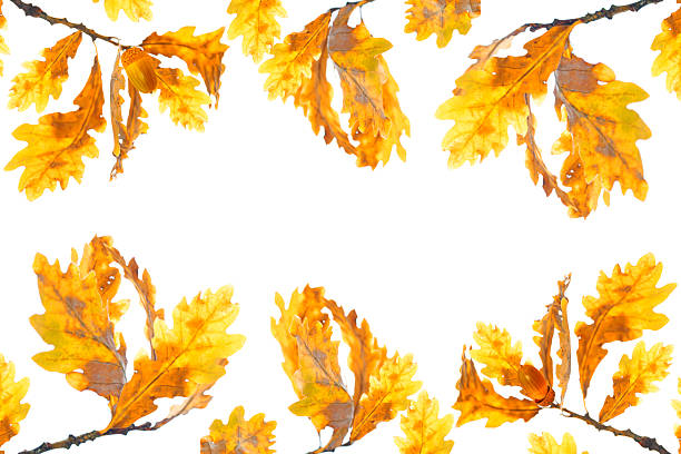 Beautiful oak branches with acorns on a white background. Natural autumn frame. For design.
