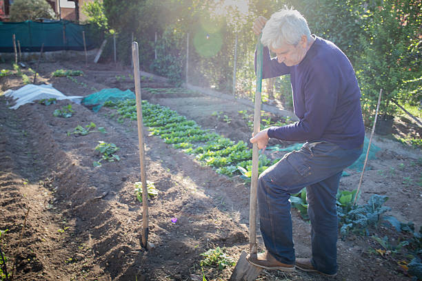 70 year old man cultivating vegetables in his garden with a shovel. Flare and light leaks