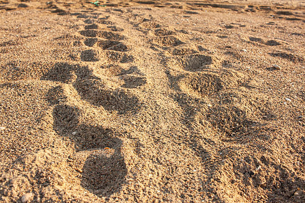 sea ​​turtle tracks in the sand. High quality photo