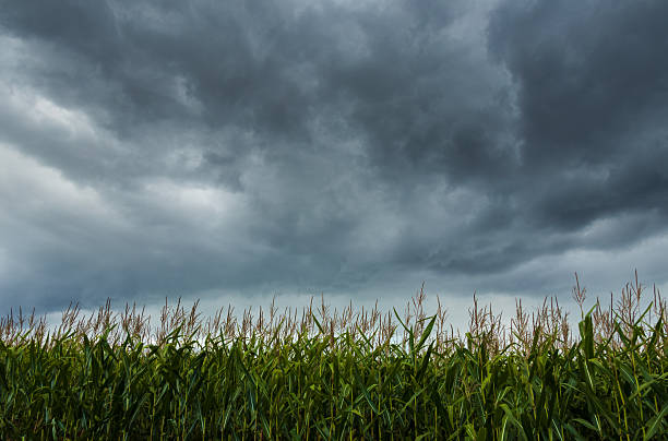 istock Corn field with storm cloudy sky. Damage danger, agriculture background 2235751569