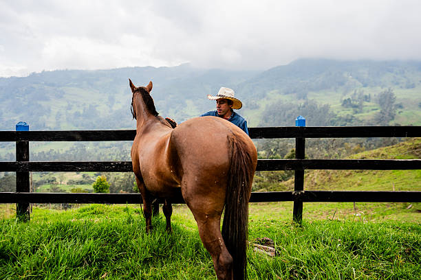 Farmer man brushing a horse on a stable