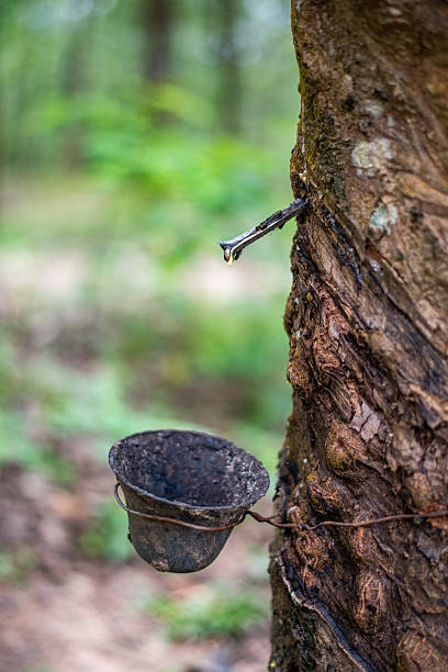 istock Rubber Tree Tapping Harvesting Latex for Natural Rubber Production. 2235752312