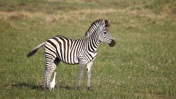 istock Sothern zebra in the Okavango delta Botswana 2235752456
