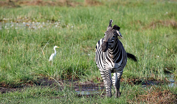 istock Sothern zebra in the Okavango delta Botswana 2235752484
