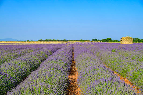 Lavender flowers blossoming on the plateau of Valensole in the Provence during a summer day. It typically occurs from late June to mid-July, depending on the weather and elevation. The air is filled with sounds of buzzing bees and the scent of lavender permeates the air. Golden wheat fields grow nearby, adding colorful contrast. Local products include lavender oil, soaps, liqueurs, and honey.