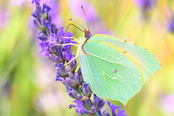 A beautiful yellow butterfly flying isolated on transparent background with clipping path, single beautiful with clipping path and alpha channel. Use for graphics or advertising design.