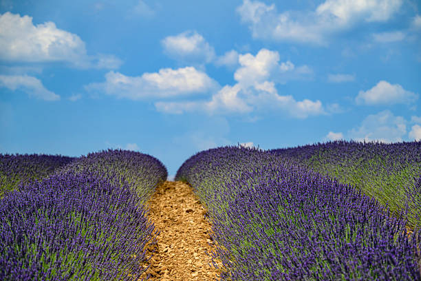 Lavender flowers blossoming on the plateau of Valensole in the Provence during a summer day. It typically occurs from late June to mid-July, depending on the weather and elevation. The air is filled with sounds of buzzing bees and the scent of lavender permeates the air. Golden wheat fields grow nearby, adding colorful contrast. Local products include lavender oil, soaps, liqueurs, and honey.