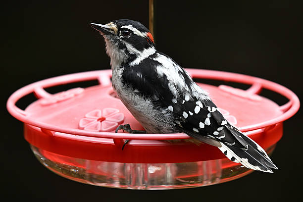 Male downy woodpecker (note the red spot) on hummingbird feeder in summer, Connecticut