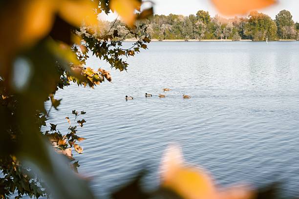 Serene lake view with ducks swimming, framed by autumn leaves, under a clear sky.