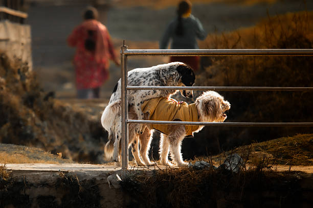 A candid street scene captures two dogs interacting on a small bridge, with one dog in a yellow coat while another stands close behind. The moment shows the natural instincts of animals amidst human surroundings, where blurred figures of people walk in the background. This lively photograph highlights the coexistence of pets, street life, and urban environments.