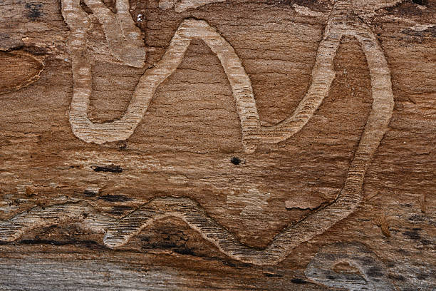 Emerald ash borer trails in a fallen white ash tree, created as the introduced and invasive beetle chews through the wood under the bark. This insect has killed hundreds of millions of ash trees in North America since its discovery there in 2002. Photo taken in Connecticut.