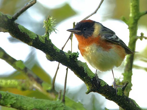 istock Colorful Bird on Mossy Branch 2235755618