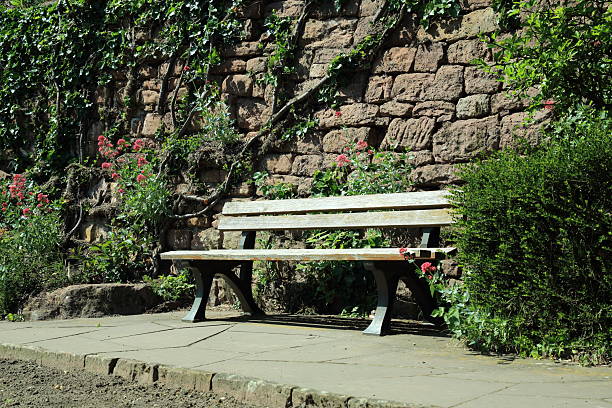 Wooden bench near ivy covered stone wall. This image shows a weathered wooden bench placed against an old stone wall partially covered with climbing ivy and flowering red valerian Centranthus ruber plants. The scene is part of a structured garden with a paved path and trimmed shrubbery offering a peaceful place for rest and contemplation. The natural lighting highlights the textures of wood stone and foliage creating a composition rich in botanical and architectural elements.