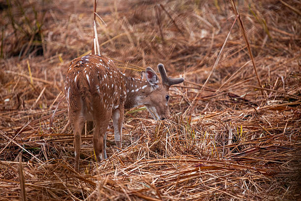 istock Spotted Deer in Grassland 2235756167