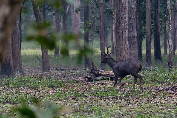istock Majestic Sambar Deer in Forest 2235756222