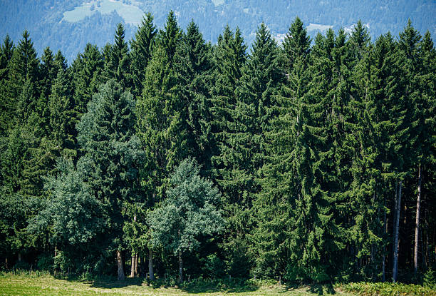 Mountain landscape with pine forest and distant village under clear sky
