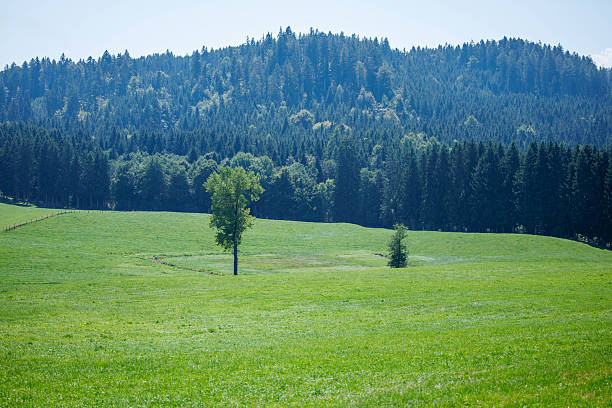 Lush green field with trees and forested background under clear blue sky
