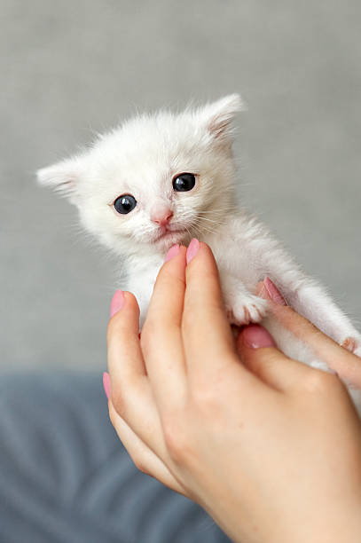 istock Tiny white kitten held gently in hands with pink nails. National Cat Day 2235759224