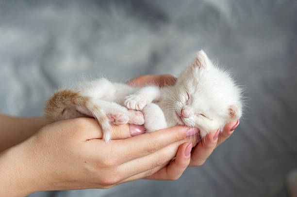 istock Small white kitten comfortably sleeping in hands. National Cat Day 2235759226