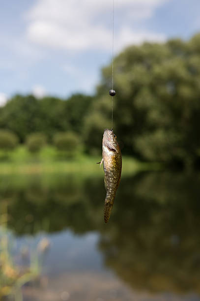 Small fish on a hook over a lake with lush greenery in background.
