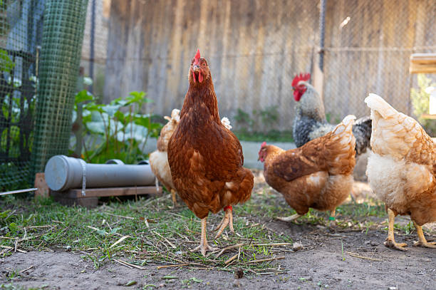 istock Chickens and rooster in a sunny outdoor farmyard setting 2235759248