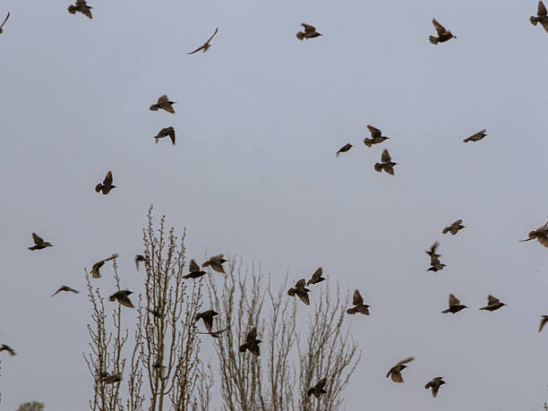 istock A flock of birds flying 2235759892