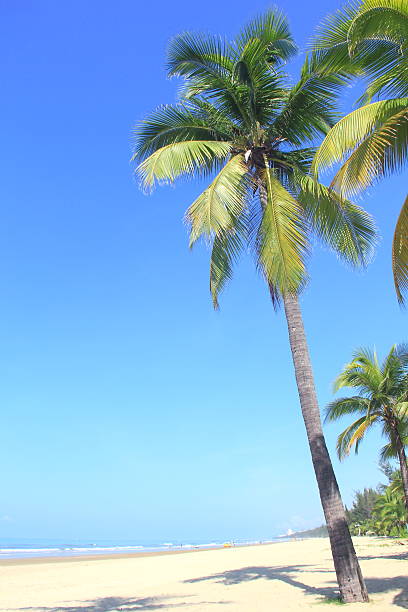Coconut palm trees in tropical beach