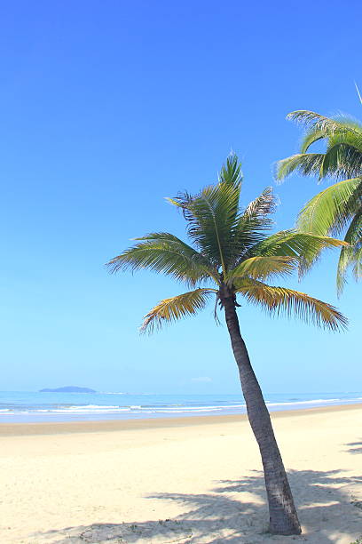 istock Coconut palm trees in tropical beach 2235760957