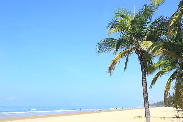 Coconut palm trees in tropical beach
