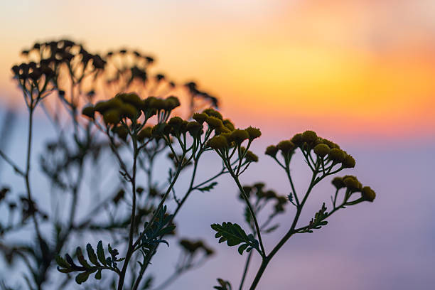 istock Silhouetted wildflowers set against a stunning, vibrant sunset 2235762303