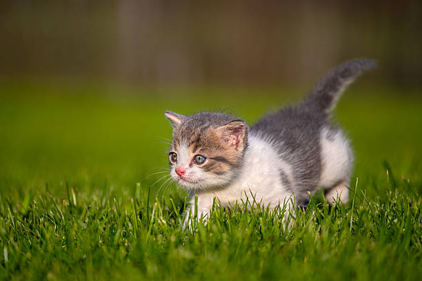istock Domestic cat kitten in the grass 2235764067
