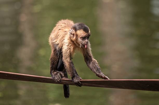 Playful capuchin monkey sticking out tongue while balancing on a narrow structure above water