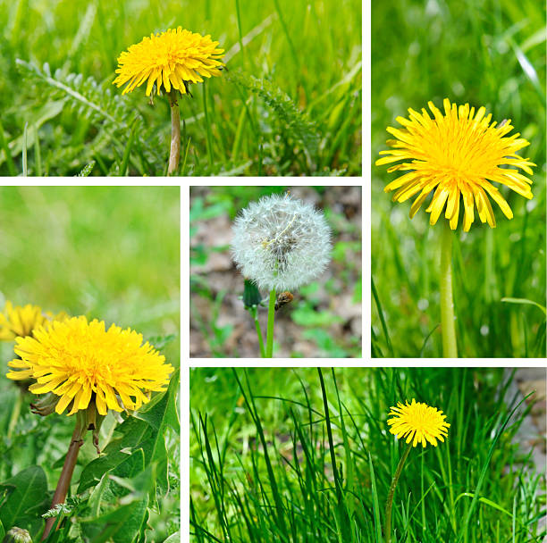 A dynamic collage featuring various images of dandelions in different stages of growth. The composition combines vibrant yellow flowers with a fluffy seed head, representing nature's cycle and the arrival of spring.