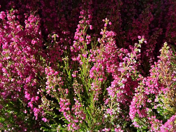 Calluna heather pink flowering plant.