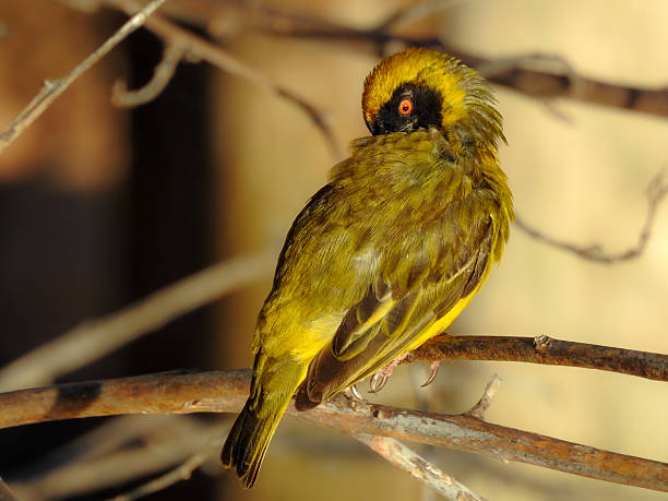 Southern Masked Weaver or African Masked Weaver (Ploceus velatus) at Buffelsdrift Game Lodge, Oudtshoorn, South Africa
