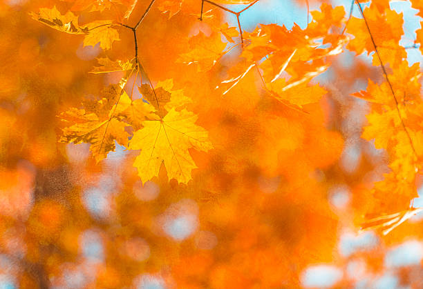 Grunge artistic background with autumn leaves. Perfect vintage fall texture.