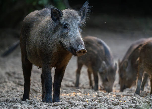istock Vigilant mother wild boar with piglets 2235770250